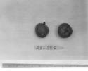 Click for 1 image(s) for this accession. FRUIT